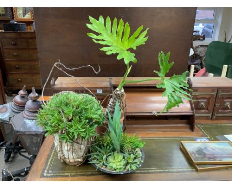 An Aloe brevifolia with Terracotta planter, together with a Philodendron. Also included within this lot is a imitation rock p