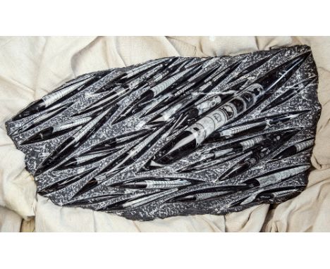A large polished fossil specimen, extinct cephalopod Orthoceras Nautiloid, Geological interest, Middle Ordovician Period - at