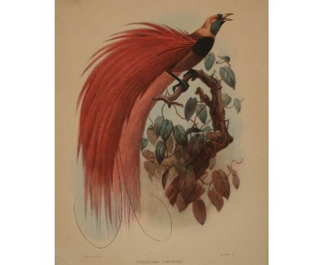 AFTER J WOLF AND J SMIT, COLOURED LITHOGRAPH (M & N HANHART IMPRESSION), "Paradisea Raggiana", 23 1/2" x 19"