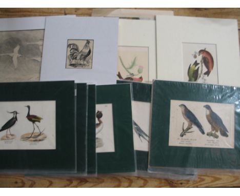 [PRINTS] BIRDS, series of 18 antique bird prints, double backed, four lithograph prints, partridge, crossbill and redpoll, tw