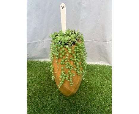String of Pearls houseplant in wooden planter. Not available for in-house P&amp;P, contact Paul O'Hea at Mailboxes on 01925 6
