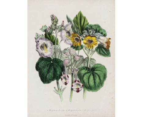 Botany.-  [46 Hand-coloured botanical plates], lithograph plates coloured by hand, occasional faint spotting, 3 with short te