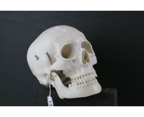 Full Size Model of a Human Skull, 22cms long