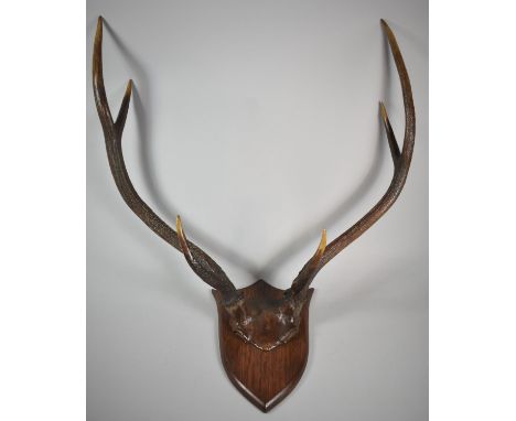 A Vintage Shield Mounted Stag Antler Trophy by Spicer, Leominster, Stamped and Numbered to Reverse 