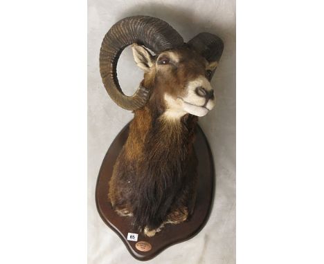 A vintage wall mounted rams head with a plaque reading Las Aguillas