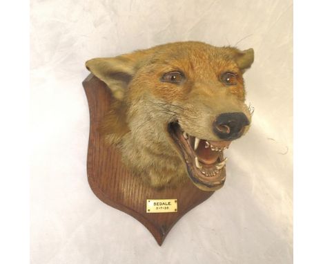 A 1930s P Spicer and Sons oak mounted fox head with plaque, reading Bedale 5.7.35, 8 x 10