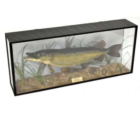 A large taxidermy pike with three glazed sides to the case, naturalistic setting and painted back board, with plaque inscribe