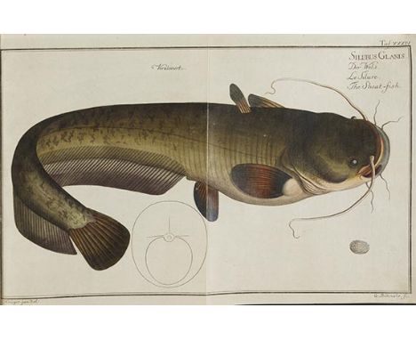 Marcus Elieser Bloch    Allgemeine Naturgeschichte der Fische. Teile 1-2 in 2 Bänden. Berlin, Auf Kosten des Verfassers 1782-