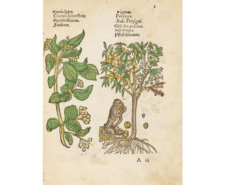 Plantarum, arborum, fructium et herbarum effigies   Bäume, Stauden, Kreuter, Frücht in die achthundert eygentliche Conterfeyt