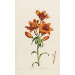 John Edwards The British herbal