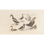 Erich Pontoppidan The natural history of Norway