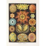 Ernst Haeckel Kunstformen der Natur