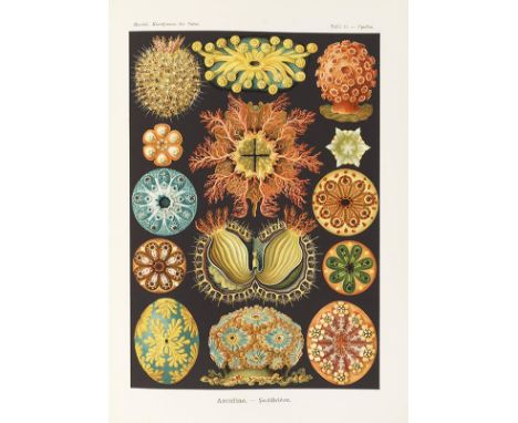 Ernst Haeckel   Kunstformen der Natur. Leipzig und Wien, Bibliographisches Institut 1904. • Erste Ausgabe • Vollständiges Exe