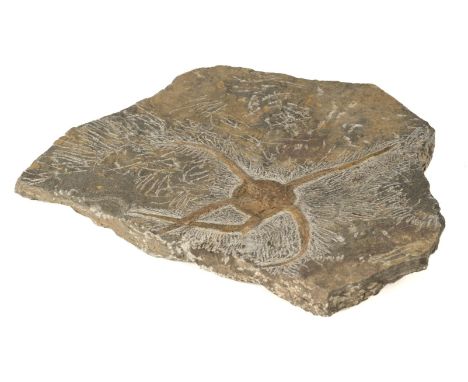 Fossilised Starfish. A Brittlestar, Ophiuroidea from the Middle Ordovician of El Kaid, Morocco, a fine and well detailed spec