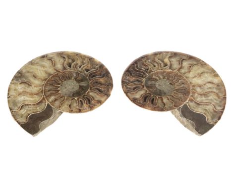 Cleoniceras. A fine Ammonite, cut through its centre and polished to reveal the intricate chambers which have been preserved 