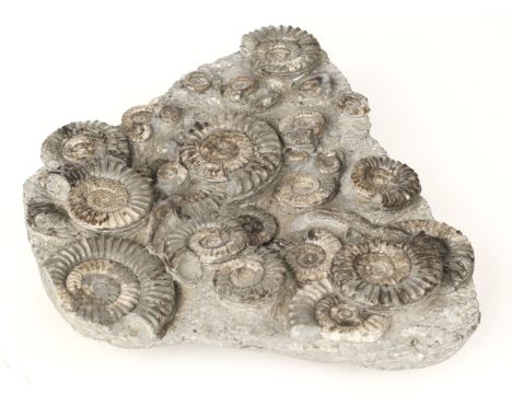 Ammonite Block. An Arnioceras fossil Ammonite block from Yorkshire, this specimen was found as an erratic on the Holderness c