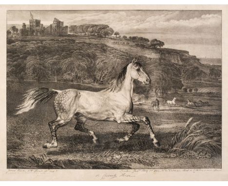 Ward (James, 1769-1859). A Cossack Horse [from A Series of Lithographed Drawings of Celebrated Horses from Pictures painted b