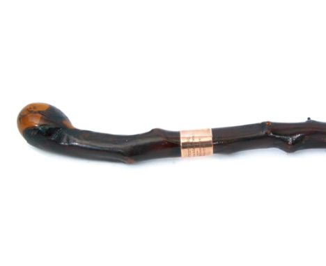 George V Irish hawthorn? and 9ct gold mounted presentation walking stick with knob handle and unfinished shaft to a presentat