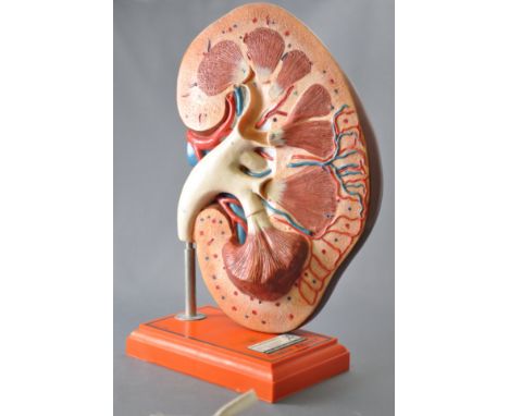 A late 20th Century retro vintage anatomical medical scale model depicting an oversized kidney split in half showing the insi