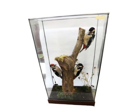 Taxidermy interest - Mid 20th Century greater crested woodpeckers on tree trunk in glass case.