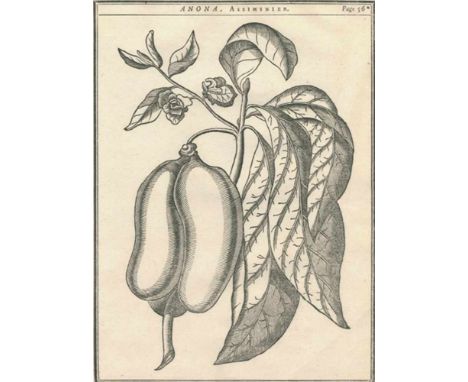   Duhamel du Monceau,(H.L.).Duhamel du Monceau,(H.L.). Traite des arbres et arbustes qui  Duhamel du Monceau,(H.L.).    Duham