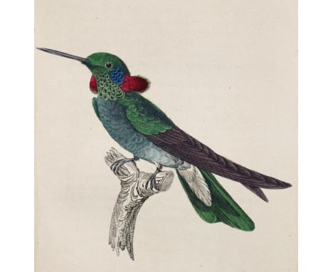   (Jardine,W.).(Jardine,W.). Naturgeschichte der Colibris. 1. Tl. (alles Erschienene). Mi  (Jardine,W.).    (Jardine,W.).   N