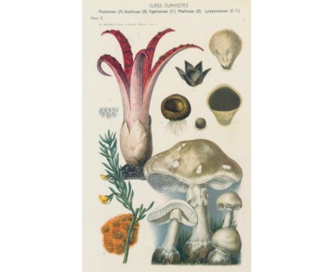   Marloth,R.Marloth,R. The flora of South Africa. Tle. 1-4 in 6 Bdn. Kapstadt, Darter u.  Marloth,R.    Marloth,R.   The flor