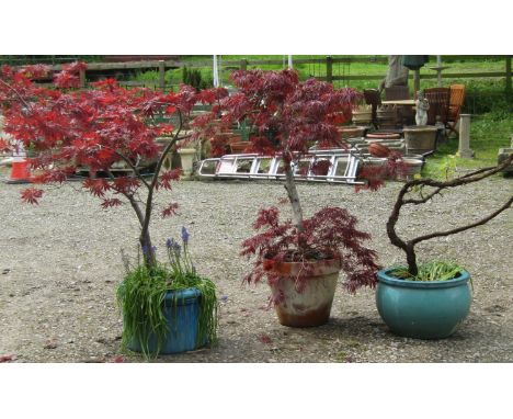 Two well established Japanese acers housed within a terracotta and a blue glazed planter together with one other (3) 
