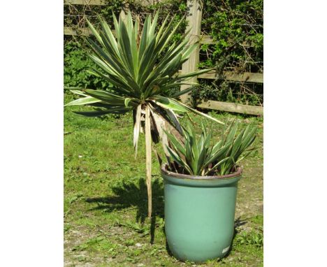 A green glazed planter containing a well established yucca together with a blue glazed planter and one other (3)