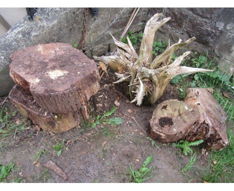 A weathered sculptural tree root 3ft span approximately at widest point, together with three rough cut slices of tree trunk (