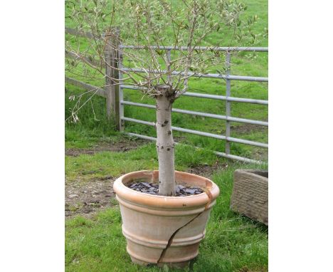 A well established olive tree with thick trunk, 12 cm approximately housed within a ribbed terracotta planter (af) 