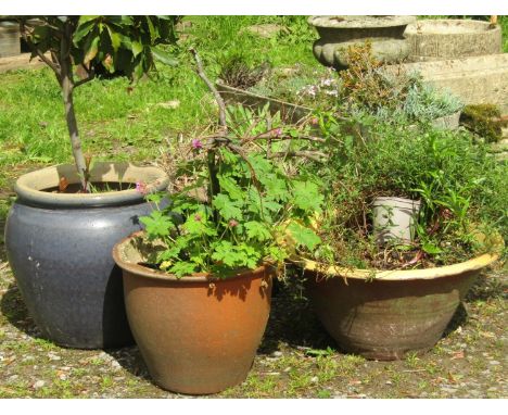 A blue glazed squat oviform planter containing a well established bay tree together with two others of varying design and a o