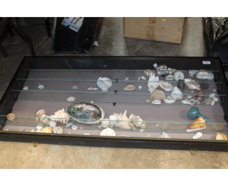 Collection of shells in a wall hanging display cabinet