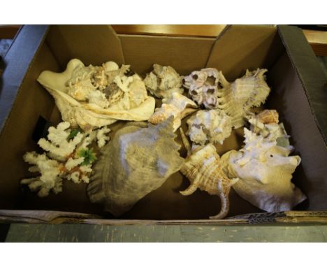 Box of Vintage Shells and Box of Minerals