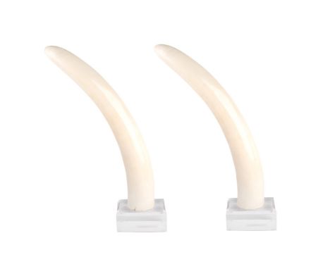 Pair of Large Ivory Tusks Mounted on Lucite Base. Tusks measures 21" L, measures 24" L with base. We Will Not Ship This Item 