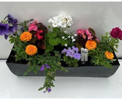 Colourful Summer planted trough. Not available for in-house P&amp;P 