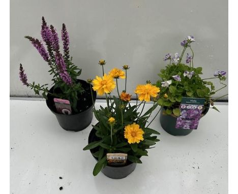 Three perennial pots. Salvia, Viola and Coreopsis. Not available for in-house P&amp;P 