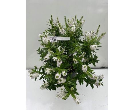 Large white flowering Hebe. Not available for in-house P&amp;P 