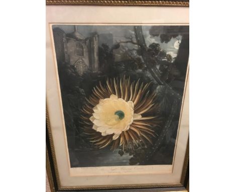 Robert Dunkarton after Philip Reinagle, The Night-Blooming Cereus, coloured mezzotint published 1800 by Dr Thornton, 48.5 x 3