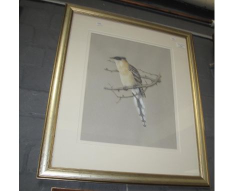 Charles John Franklin Coombs (British 1907-1989), ornithological study, watercolours, 40 x 31cm approx. Letter of provenance 