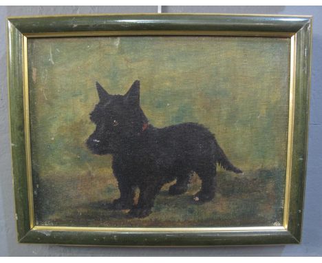 British School (Early 20th century), a portrait of a black 'Scottie' dog, oils on canvas.  22x30cm approx.  framed.   (B.P. 2