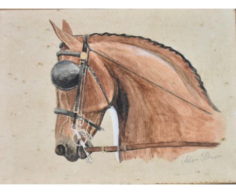 A framed and glazed watercolour, horse portrait, signed Alan Ellison. H.41 W.47cm. 