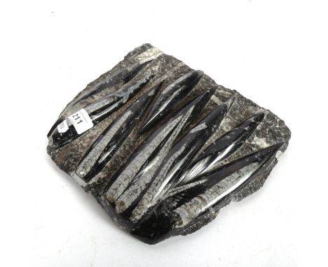A Devonian Period (360 millions years old) orthoceras fossil panel, 25cm x 22cm 