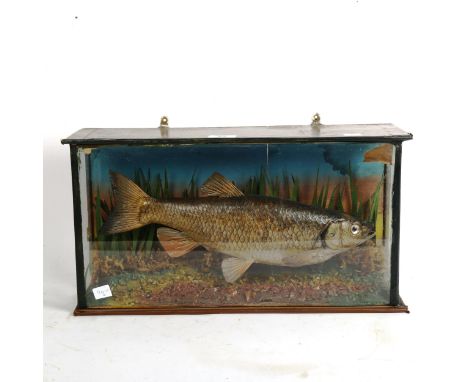 TAXIDERMY - a Chub fish, in naturalistic surrounding and glazed case, width 47cm 