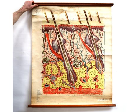 A Vintage schoolroom anatomical skin wall chart/poster, by Adam Rouilly &amp; Co Ltd, Human Osteology Anatomy, 110cm x 86cm