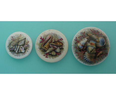 Shells (52A, d and J) (3) (Prattware, pot lid, potlid, Staffordshire) 