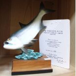 Royal Worcester limited edition ceramic Fish (Tarpon), modelled by R Van Ruyckevelt, 169/500, on woo