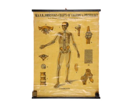 Collection of Didactic Anatomy &amp; Physiology Posters, Medical - Collection of posters titled W. &amp; A. K. Johnsons Chart