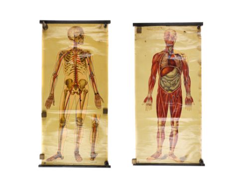 Large Didactic Posters of Human Anatomy, Medical - Comprising of a linen-backed poster showing the skeleton with all main art