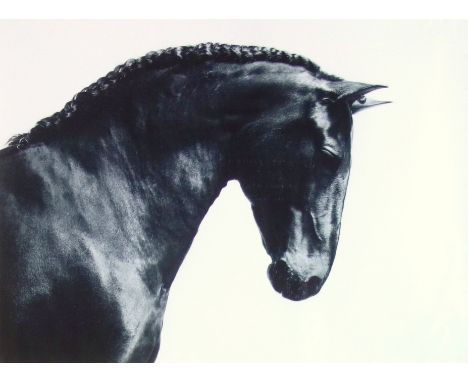 Christian Schwetz (1967-2022), Studies of a black horse, photographic print on paper, signed, largest 39.5 x 54.5cmcm, (mount